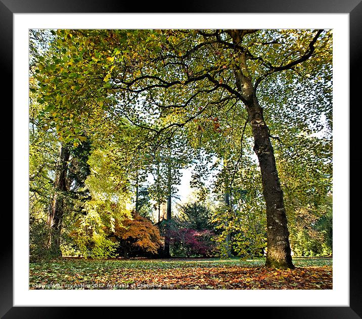 Autumn framed Framed Mounted Print by Lucy Antony