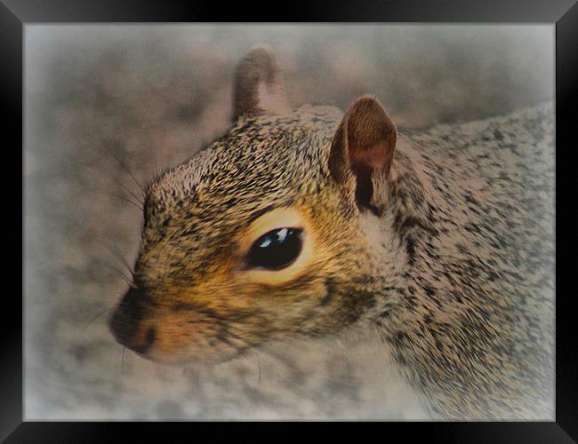 Stanley Park Squirrel Framed Print by Jacqui Kilcoyne