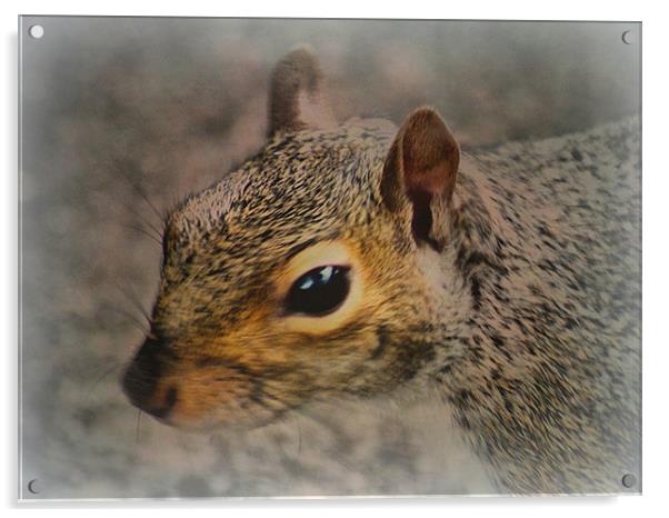 Stanley Park Squirrel Acrylic by Jacqui Kilcoyne