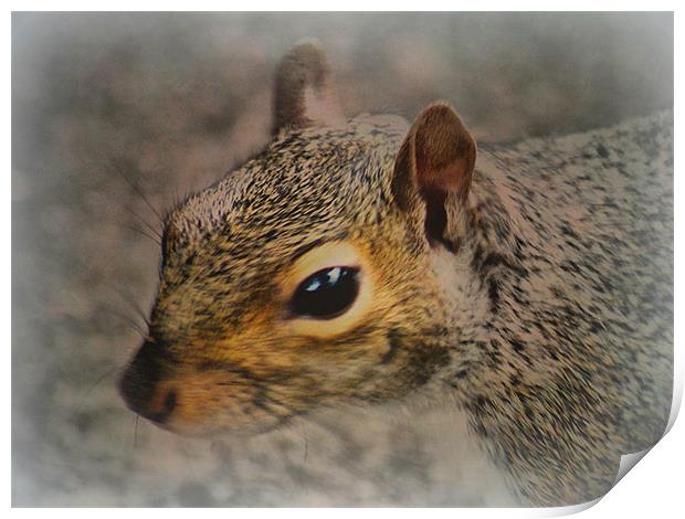 Stanley Park Squirrel Print by Jacqui Kilcoyne