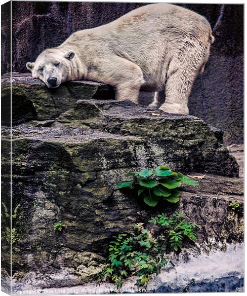 The Contented Bear Canvas Print by Chris Lord