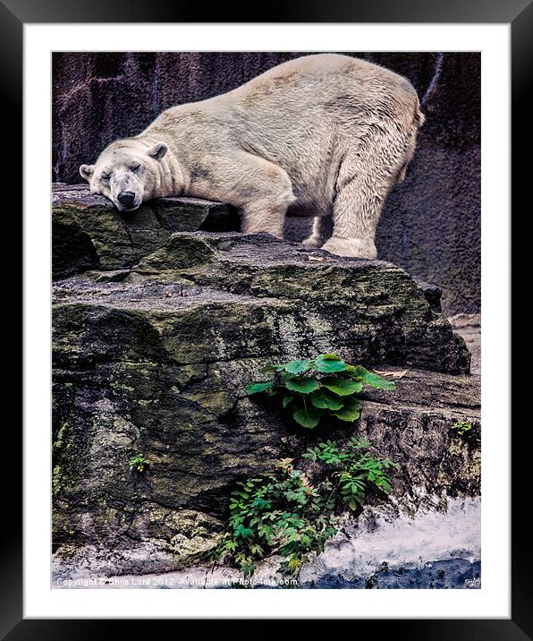 The Contented Bear Framed Mounted Print by Chris Lord