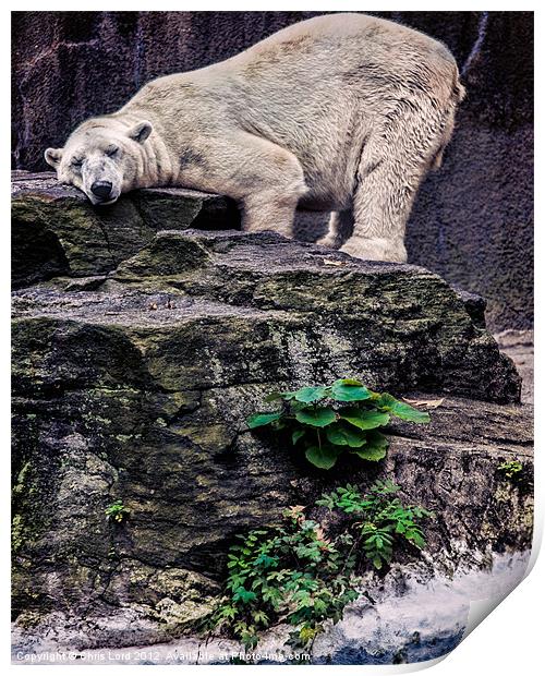 The Contented Bear Print by Chris Lord