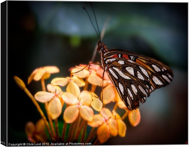 Tropical Butterfly Canvas Print by Chris Lord