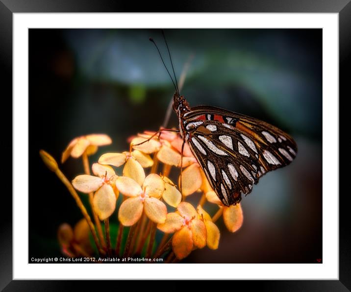 Tropical Butterfly Framed Mounted Print by Chris Lord