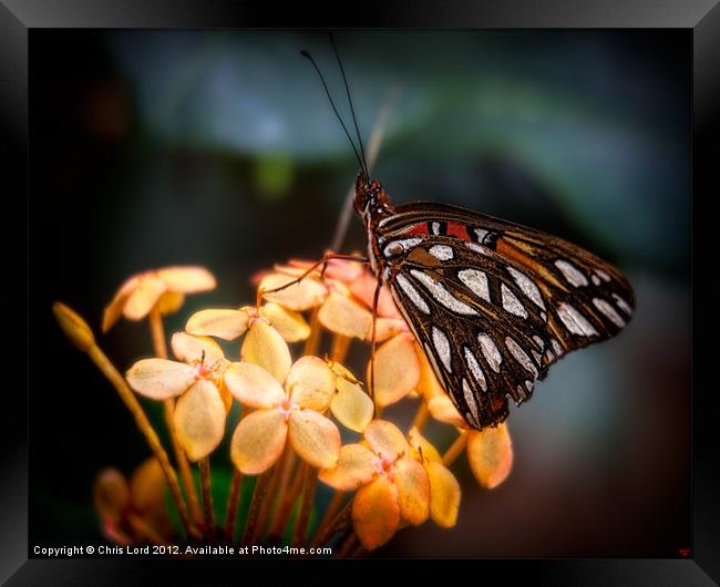 Tropical Butterfly Framed Print by Chris Lord