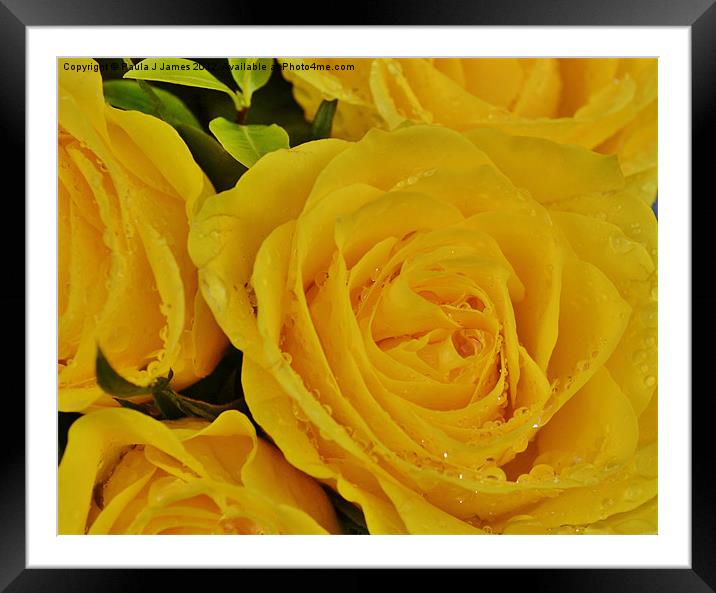 Yellow Roses Framed Mounted Print by Paula J James