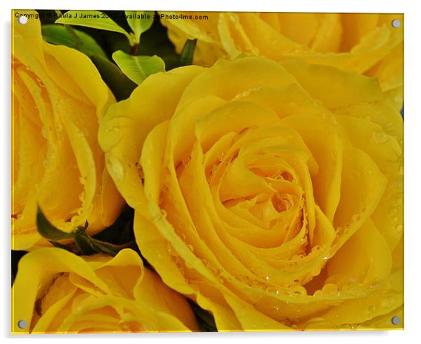 Yellow Roses Acrylic by Paula J James