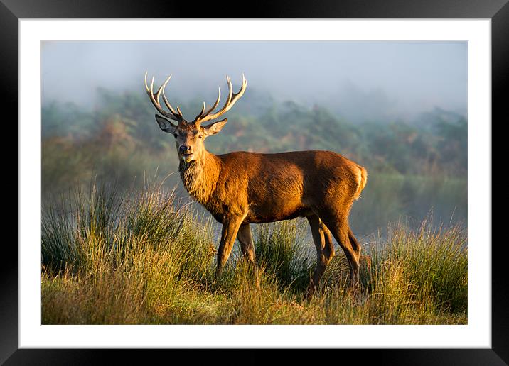 Sunrise Stag Framed Mounted Print by Martin Patten