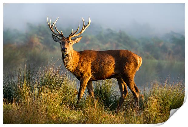 Sunrise Stag Print by Martin Patten