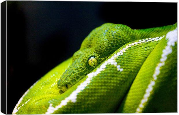 Green Tree Python Canvas Print by Malcolm Smith