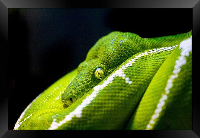 Green Tree Python Framed Print by Malcolm Smith