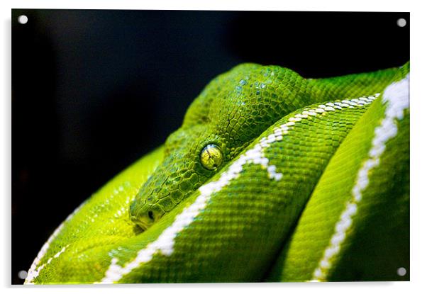 Green Tree Python Acrylic by Malcolm Smith