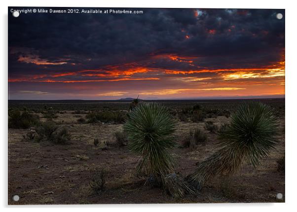 Yucca Sunset Acrylic by Mike Dawson