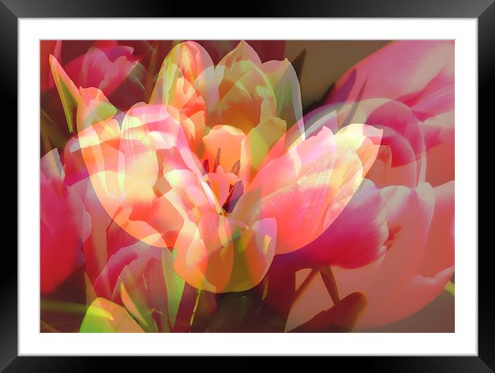 Tulip Mess Framed Mounted Print by Louise Godwin