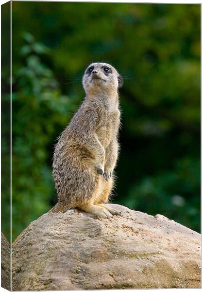 Meercat Sentry Canvas Print by Malcolm Smith