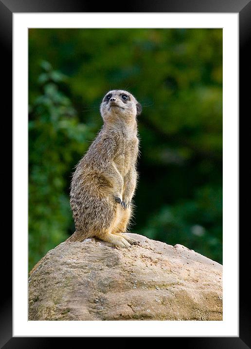 Meercat Sentry Framed Mounted Print by Malcolm Smith