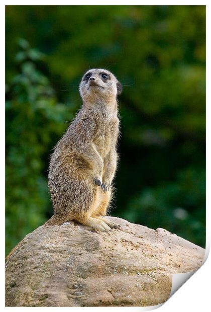 Meercat Sentry Print by Malcolm Smith