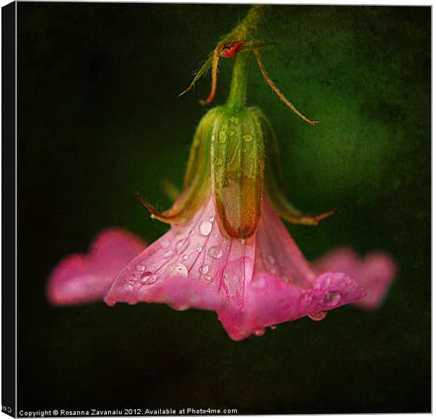 One Single Geranium. Canvas Print by Rosanna Zavanaiu