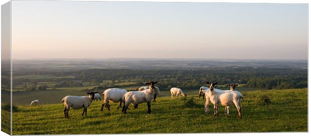 Sheep on Hill Canvas Print by Peter Borcherds