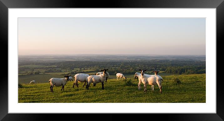 Sheep on Hill Framed Mounted Print by Peter Borcherds