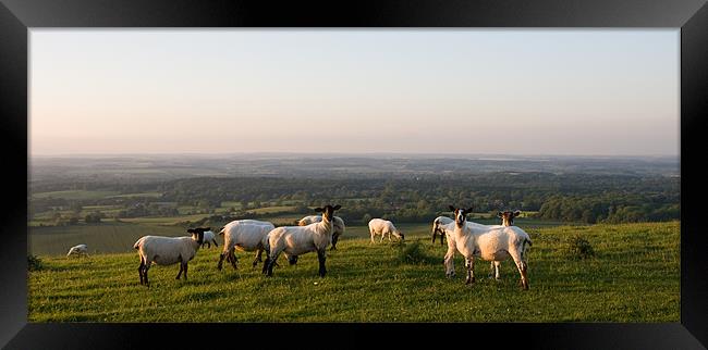 Sheep on Hill Framed Print by Peter Borcherds