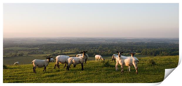 Sheep on Hill Print by Peter Borcherds