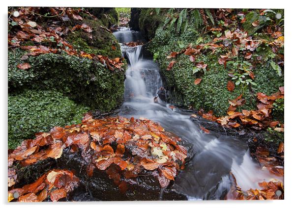 Lyhner Woods Waterfall Acrylic by CHRIS BARNARD