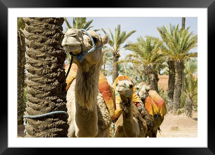 Camel Queue. Framed Mounted Print by Peter Carroll