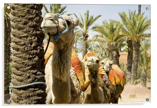 Camel Queue. Acrylic by Peter Carroll