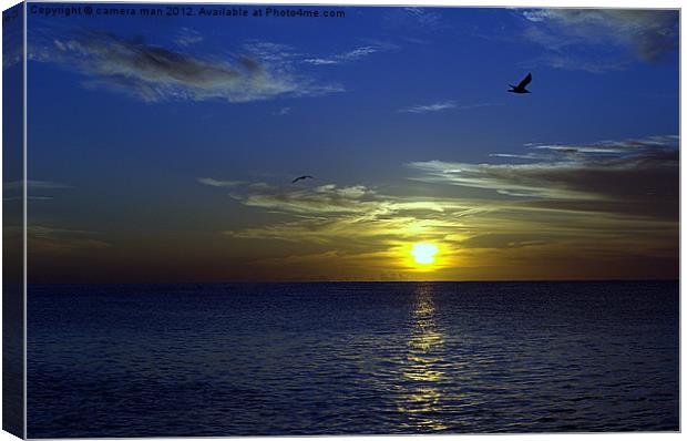 Seagull sunrise Canvas Print by camera man