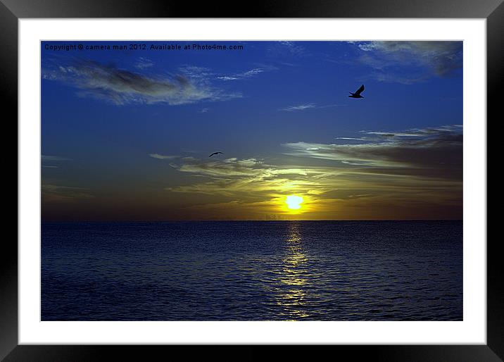 Seagull sunrise Framed Mounted Print by camera man