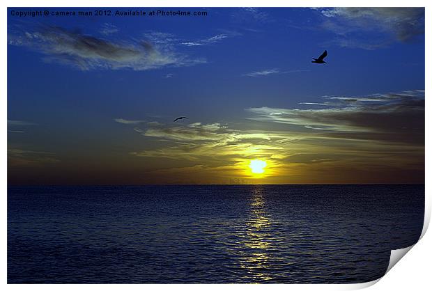 Seagull sunrise Print by camera man