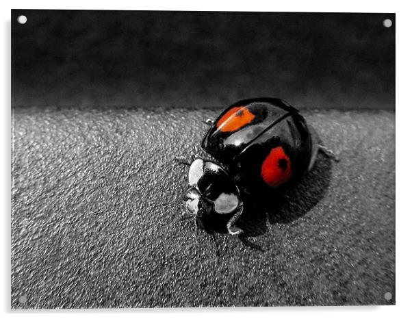 Black Ladybird with Red Spots Acrylic by Jon Mills