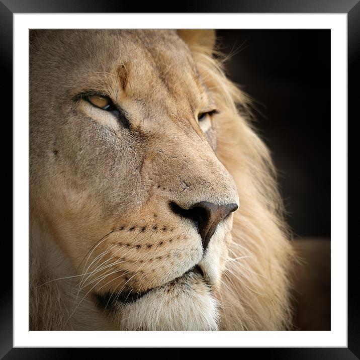 Proud Lion Framed Mounted Print by Simon Wrigglesworth