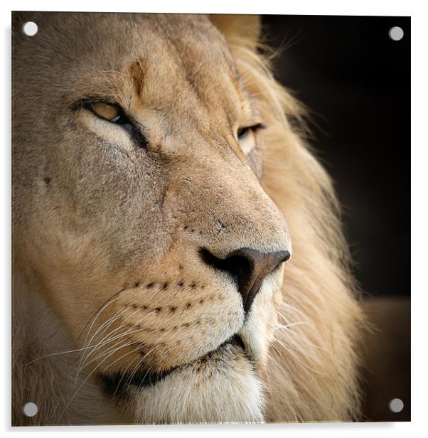 Proud Lion Acrylic by Simon Wrigglesworth