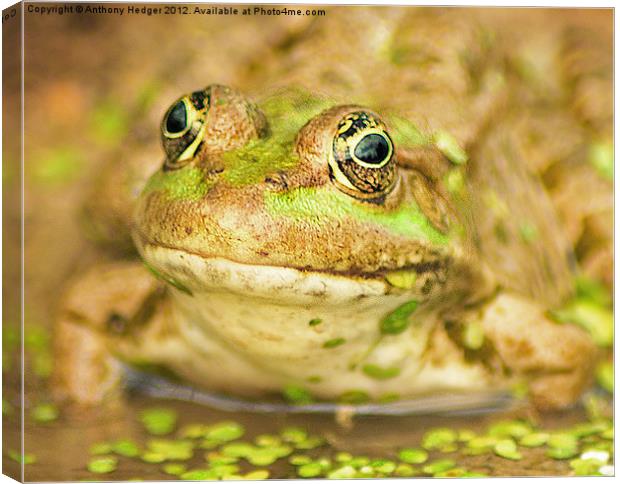 The Marsh Frog Canvas Print by Anthony Hedger