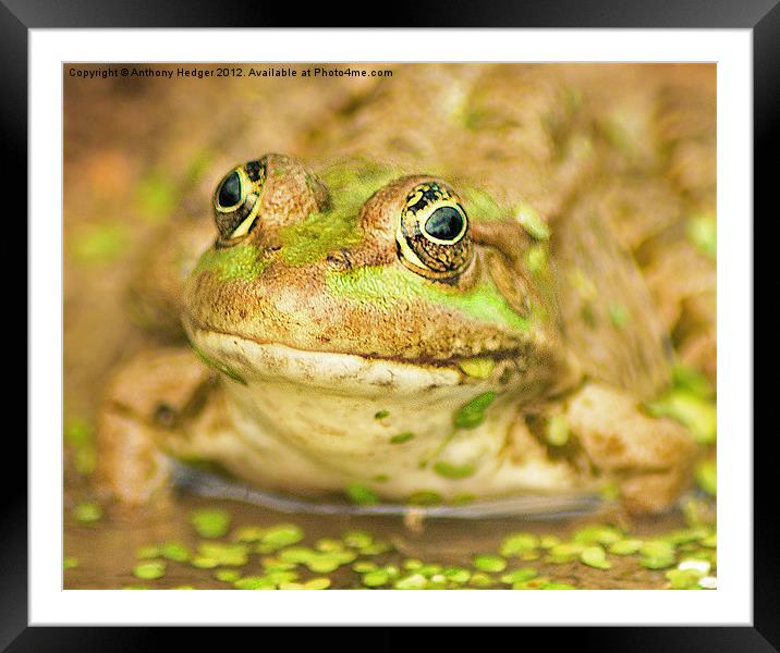 The Marsh Frog Framed Mounted Print by Anthony Hedger