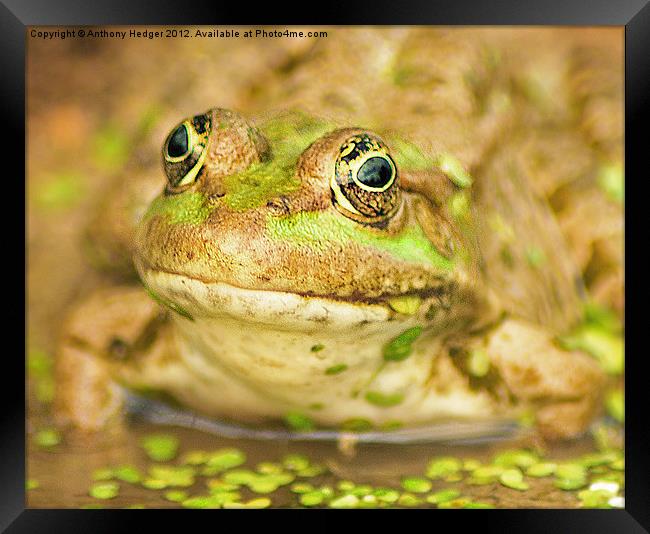 The Marsh Frog Framed Print by Anthony Hedger