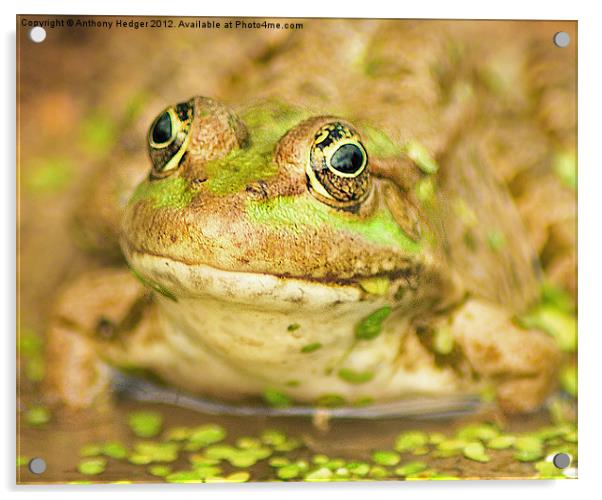 The Marsh Frog Acrylic by Anthony Hedger