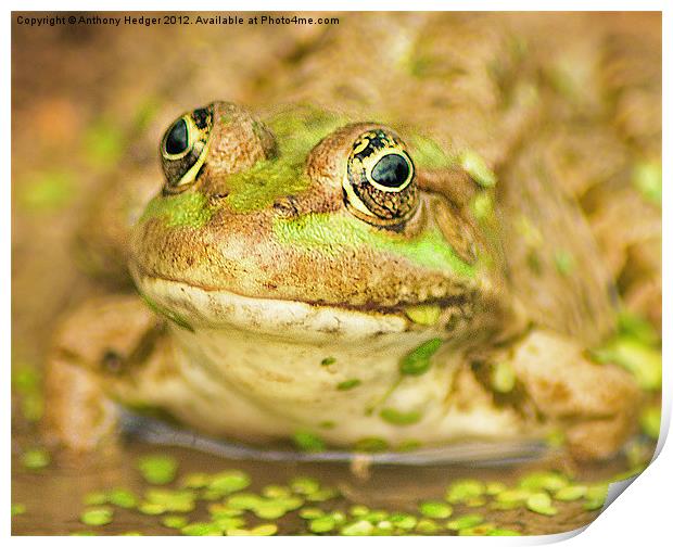 The Marsh Frog Print by Anthony Hedger