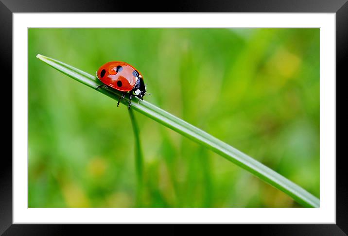 Ladybird Framed Mounted Print by Mark  F Banks