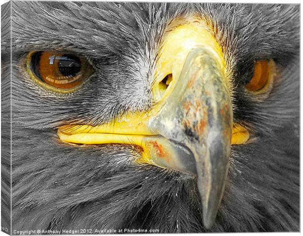 Bird of Prey - Up close and personal, AGAIN Canvas Print by Anthony Hedger