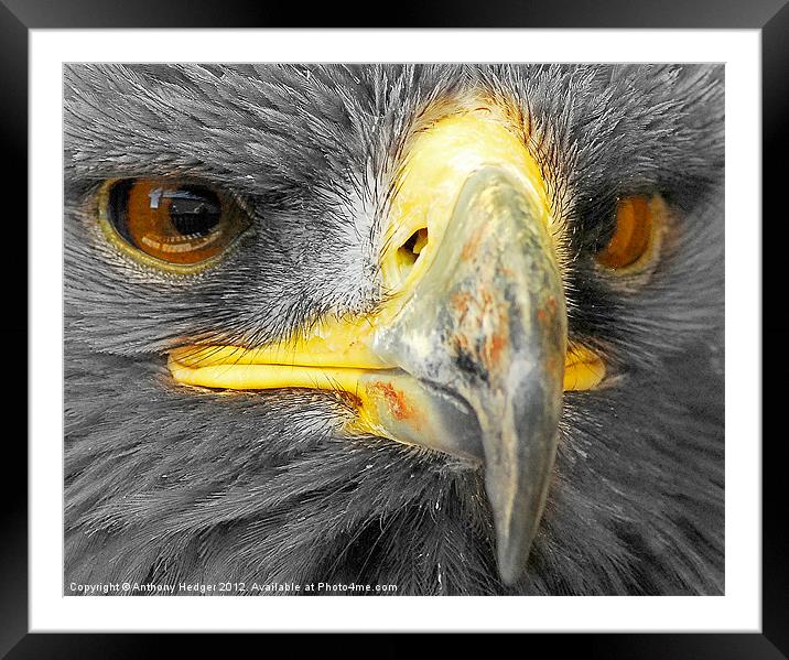 Bird of Prey - Up close and personal, AGAIN Framed Mounted Print by Anthony Hedger