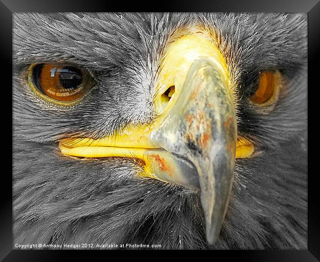 Bird of Prey - Up close and personal, AGAIN Framed Print by Anthony Hedger