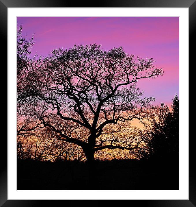 Tree Silhouette At Sunset Framed Mounted Print by Mark  F Banks