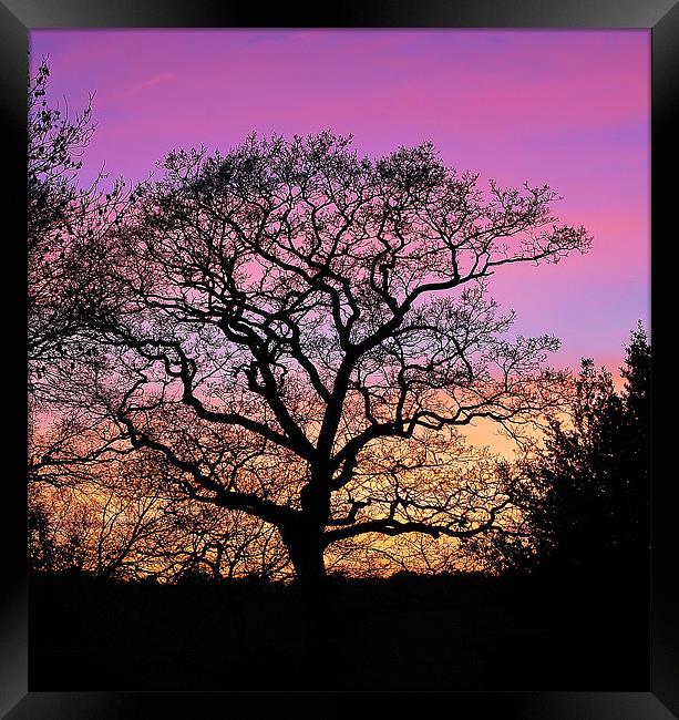 Tree Silhouette At Sunset Framed Print by Mark  F Banks