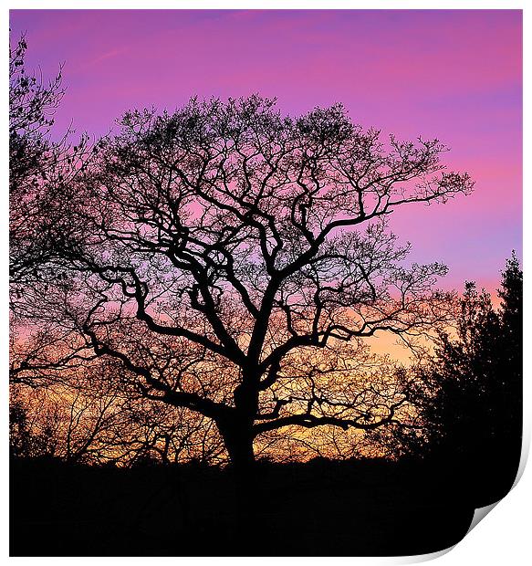 Tree Silhouette At Sunset Print by Mark  F Banks