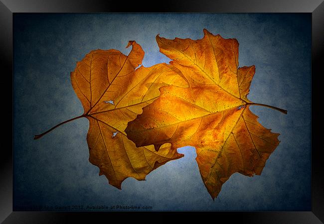 Autumn Leaves on Blue Framed Print by Ann Garrett