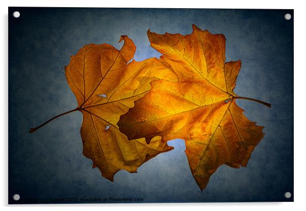 Autumn Leaves on Blue Acrylic by Ann Garrett